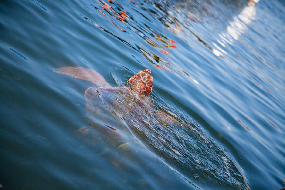 Turkey _turgetreis_dalyan_holiday 2013_tatum reid photography_kefaluka resort (5)