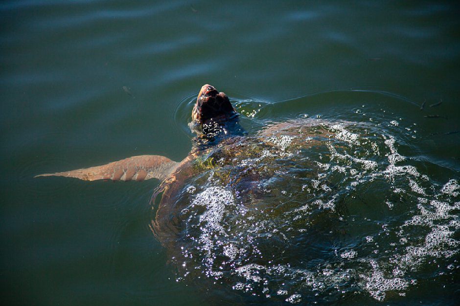 Turkey _turgetreis_dalyan_holiday 2013_tatum reid photography_kefaluka resort (4)