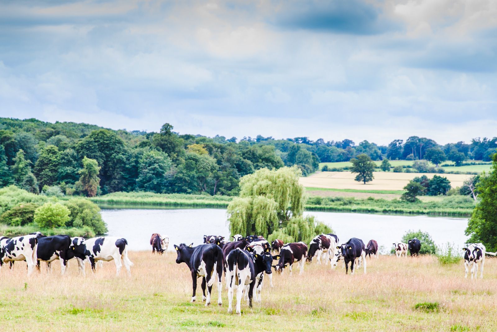 Kimberly hall wedding photography wedding photographer_tatum reid_Daniel and Laura_Norwich wedding (41)