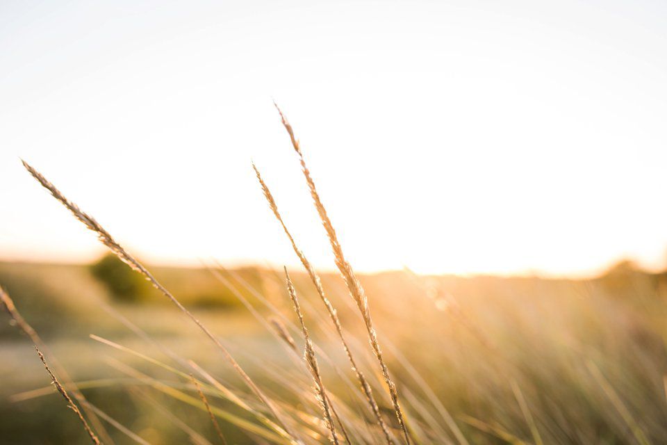 © www.tatumreid.com_0210